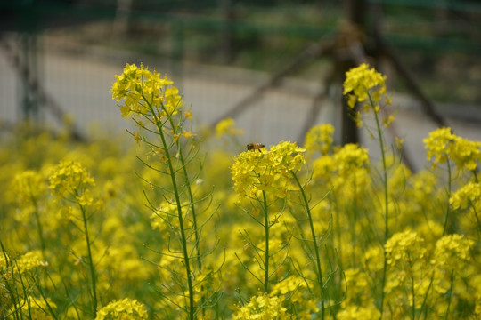 油菜花