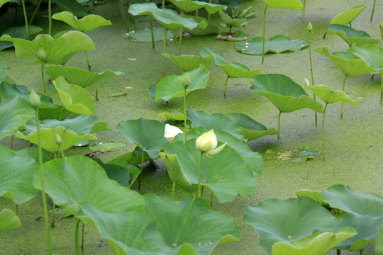 荷花池