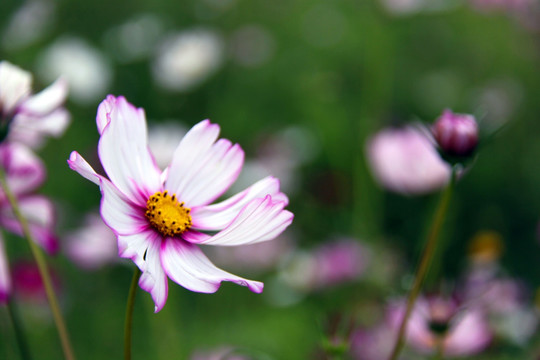 格桑花