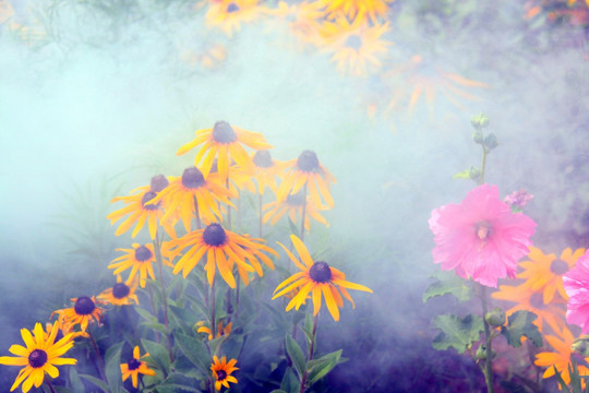 花草背景 公园花草