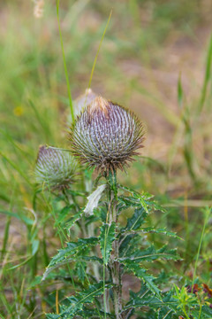 蝟菊