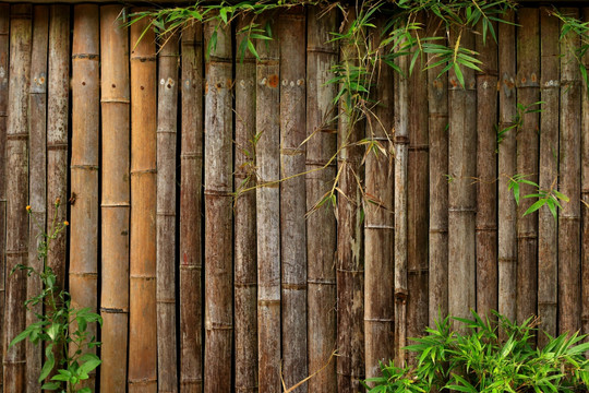 竹篱笆 背景 竹子 竹叶 插图