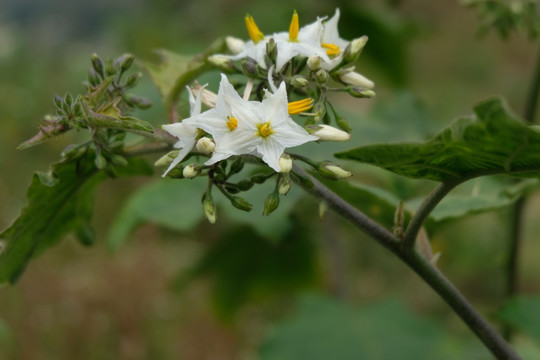 五角白花