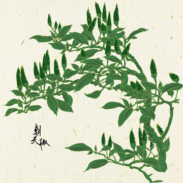 朝天椒 辣椒 包裝設(shè)計元素