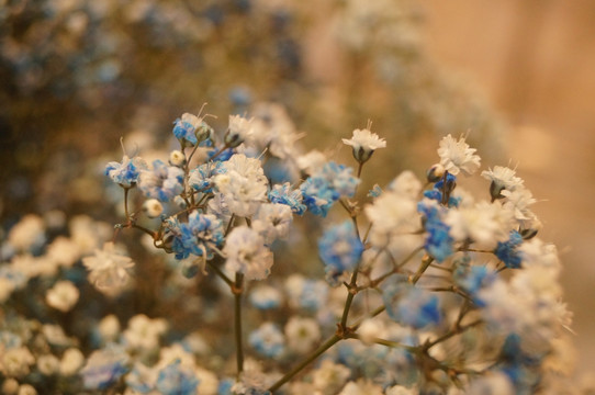 满天星鲜花