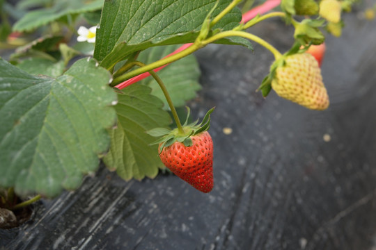 草莓 采摘草莓