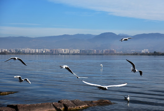 西昌 邛海 海鸥