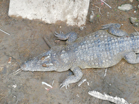 泰国北榄鳄鱼湖动物园鳄鱼