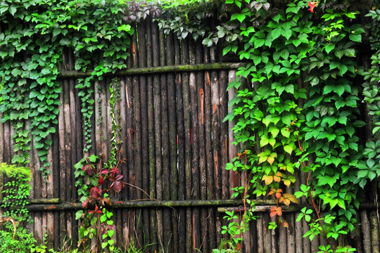 木栅栏上的爬墙虎  绿色植物