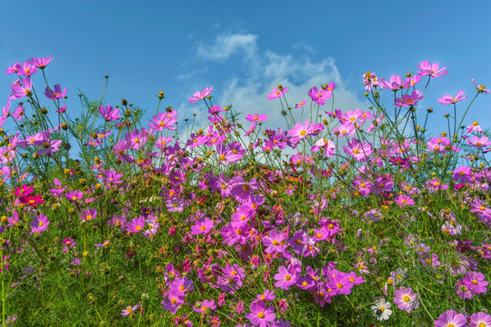 格桑花花丛前景