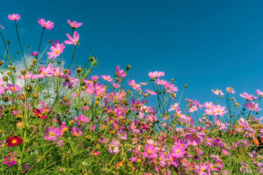 蓝天下的格桑花