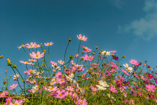 格桑花特写