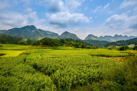 云南罗平稻田风景