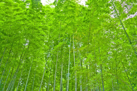 竹林风光 竹林背景素材