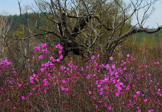 杜鹃花开