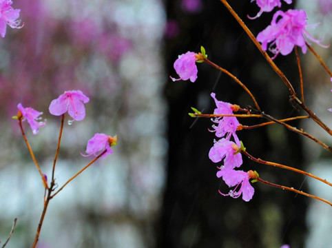 杜鹃花开