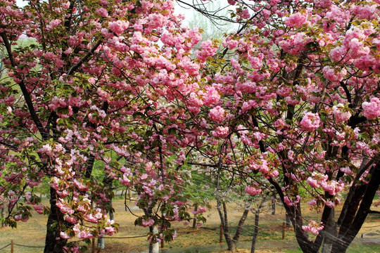 樱花