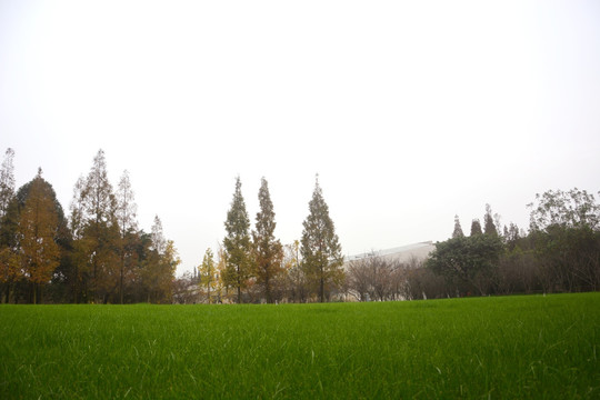 绿草地 松树 金沙遗址