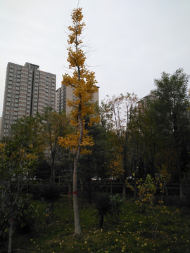 銀杏樹