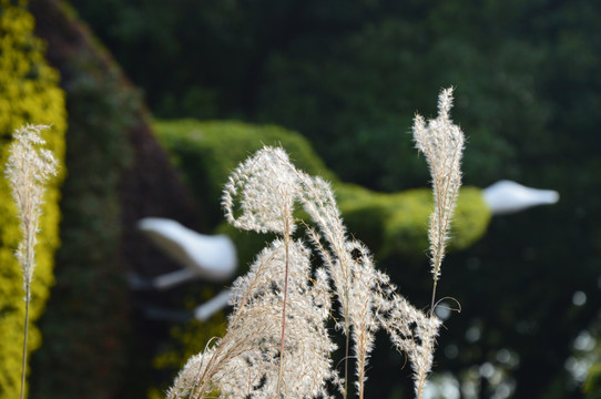 花展上的芦苇