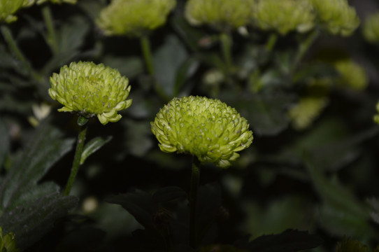 绿色的菊花