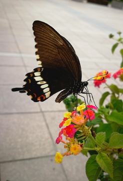 蝶恋花