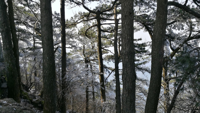 山顶的树枝上未融化的积雪