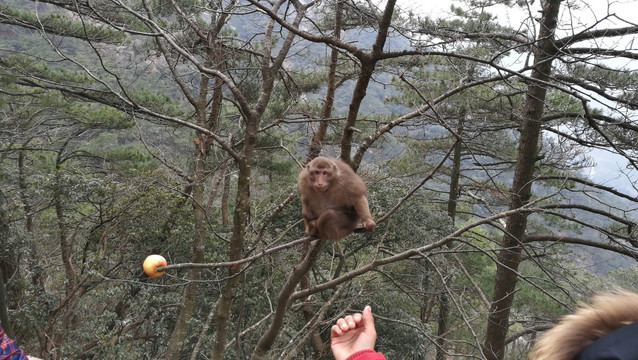 九华山景区发现猴子