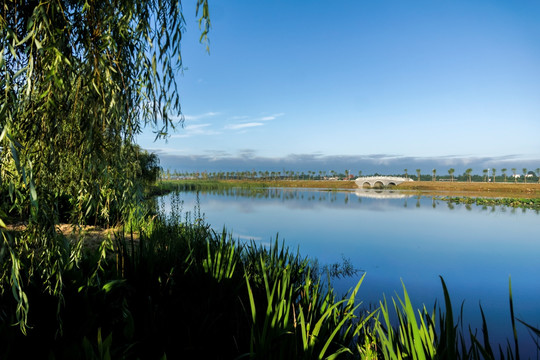 湿地风景