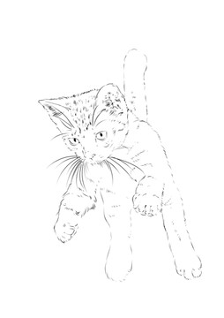 貓咪白描線稿素材