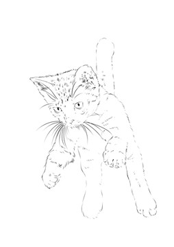 猫咪白描线稿素材