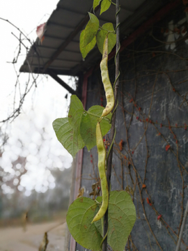 豆角 豌豆 豆荚 豌豆荚 藤蔓