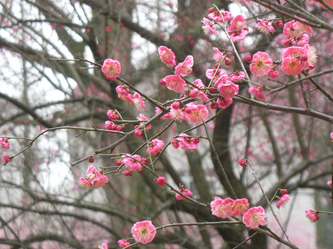 梅花