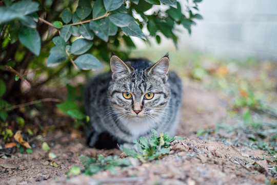 花猫特写