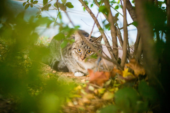 花猫