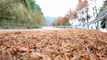 金色的道路