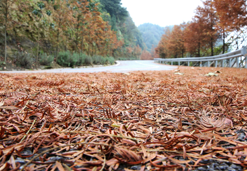 金色的道路