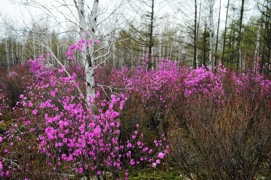 杜鹃花开