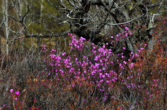 杜鹃花开