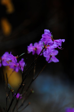 杜鹃花开