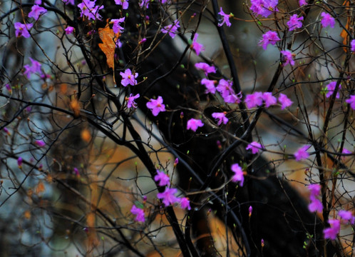 杜鹃花开