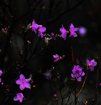 杜鹃花开