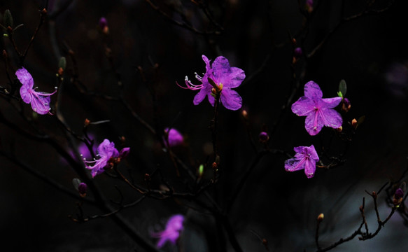 杜鹃花开