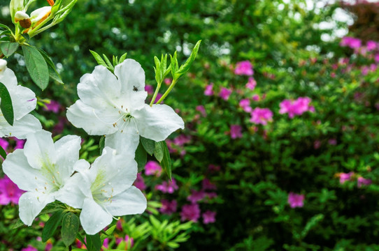 杜鹃花近摄