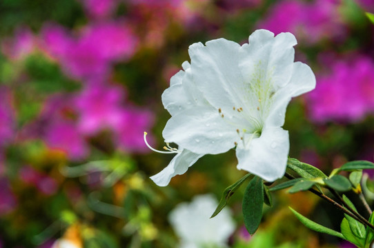 杜鹃花近摄