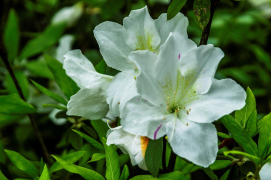 杜鹃花近摄