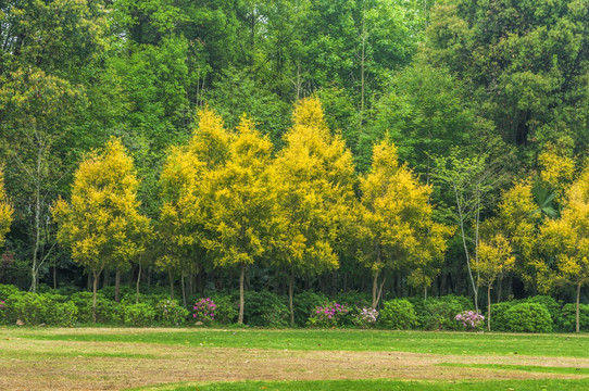 树林小景