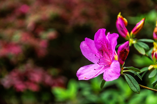 盛开的杜鹃花