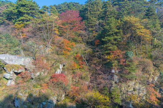 庐山锦绣谷红叶枫叶秋色