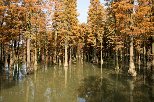 水杉林